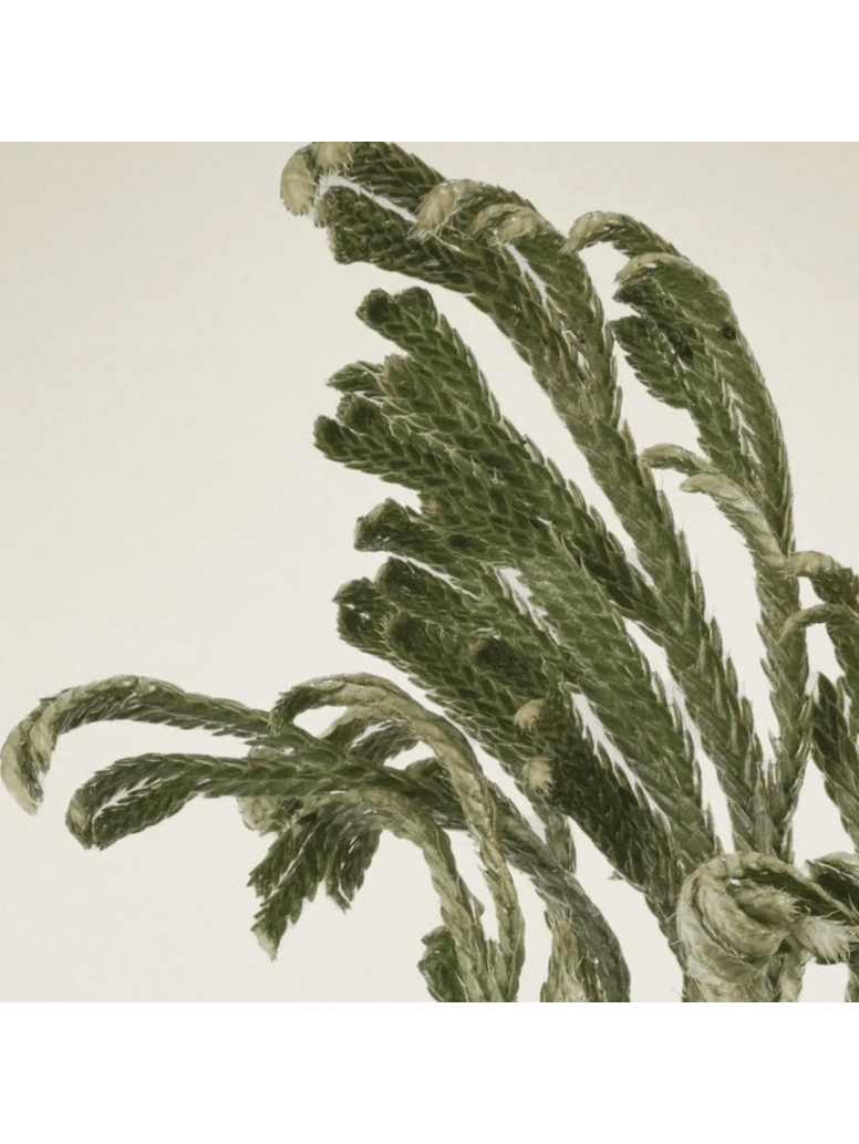 Abib - Collagen Eye Patch Jericho Rose Jelly