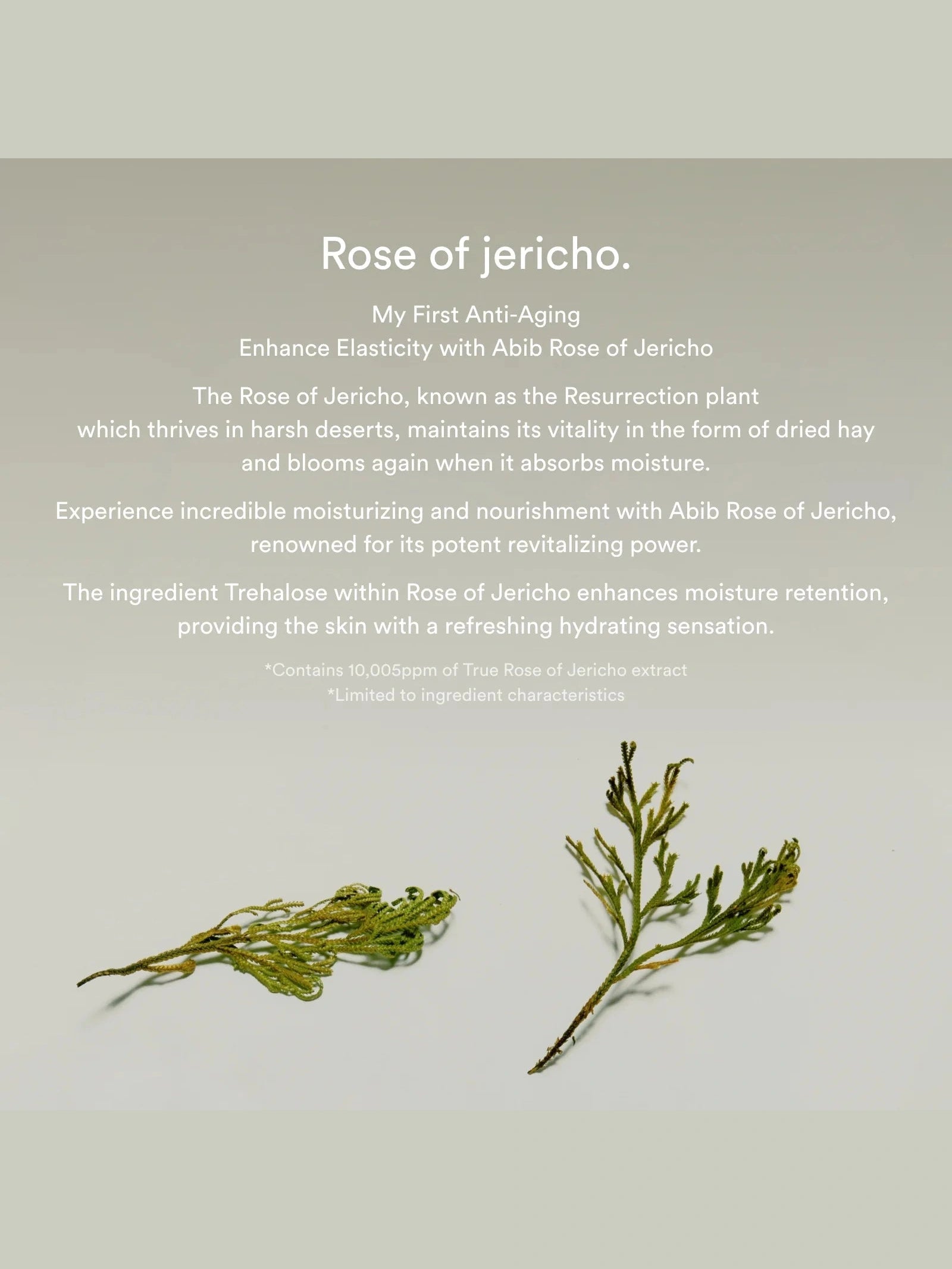 Jericho Rose Collagen Eye Crème